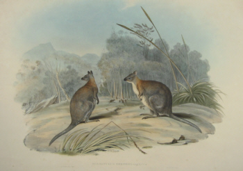 John Gould Macropods